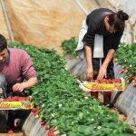 Fruit picker jobs in Canada